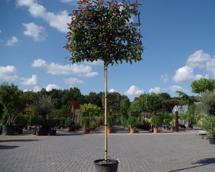 Photinia fraseri Red Robin groenblijvende leibomen